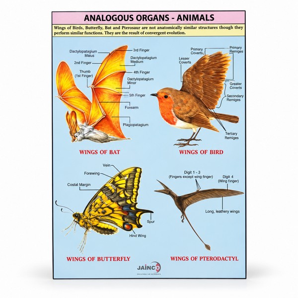 Analogous Organs